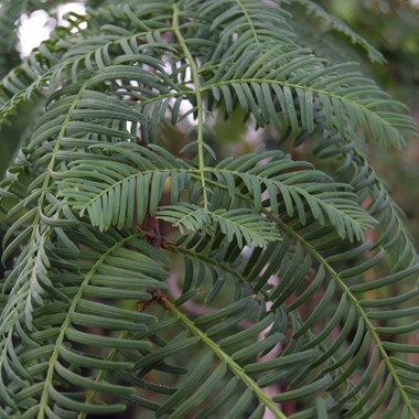 Metasequoia glyptostroboides (Multistem Airpot/RB 350-400 cm Specimen)